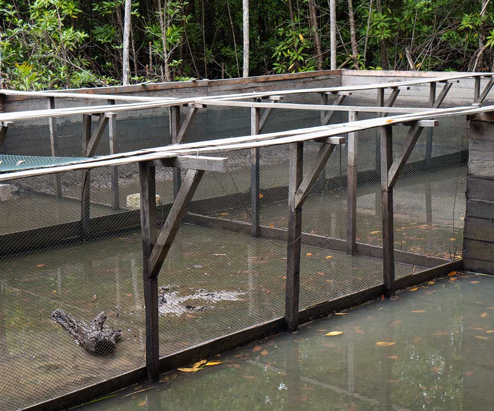 Mangrove crab cultivation site developed through a collaboration between PT Kandelia Alam and the Kubu Bersatu Forest Farmer Group
