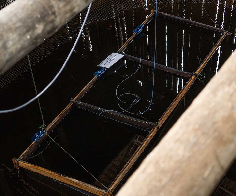 Tapered fish cultivation site developed through a collaboration between PT Kandelia Alam and the Kubu Bersatu Forest Farmer Group