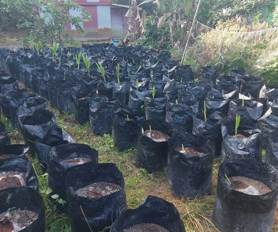 Bido coconut seedlings in Sumber Agung