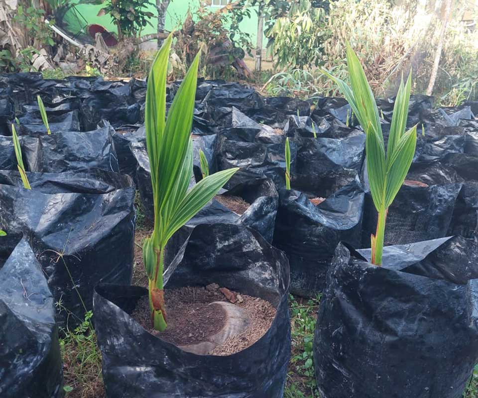 Bido coconut seedlings in Sumber Agung