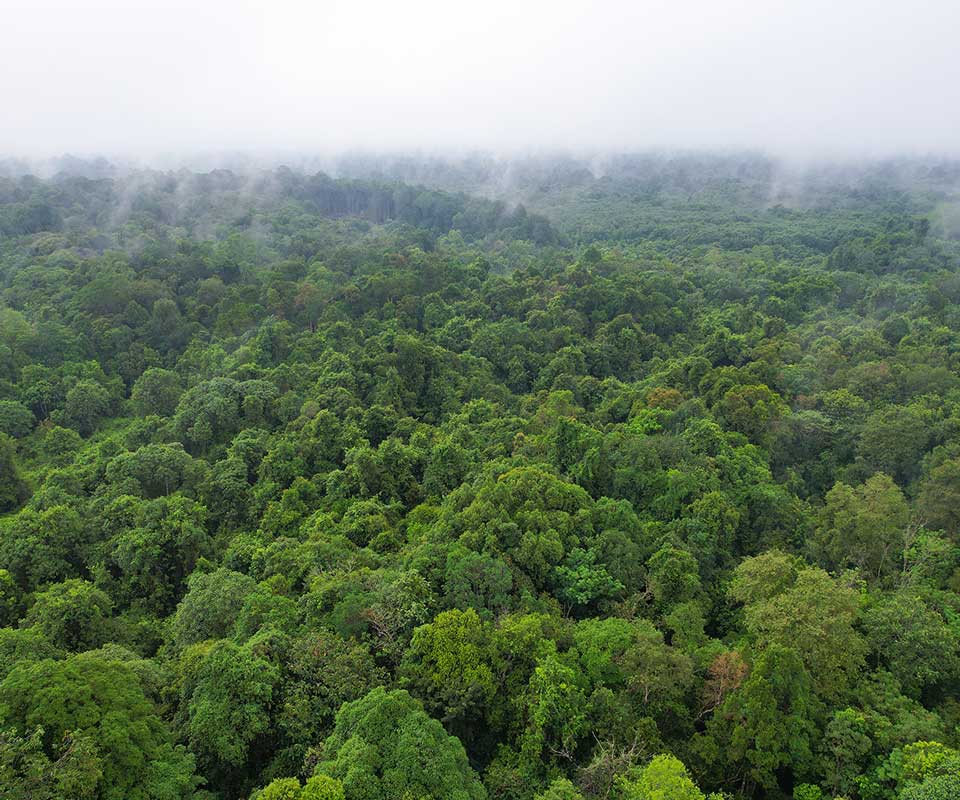 cover-Advance-Development-Focused-Social-Forestry