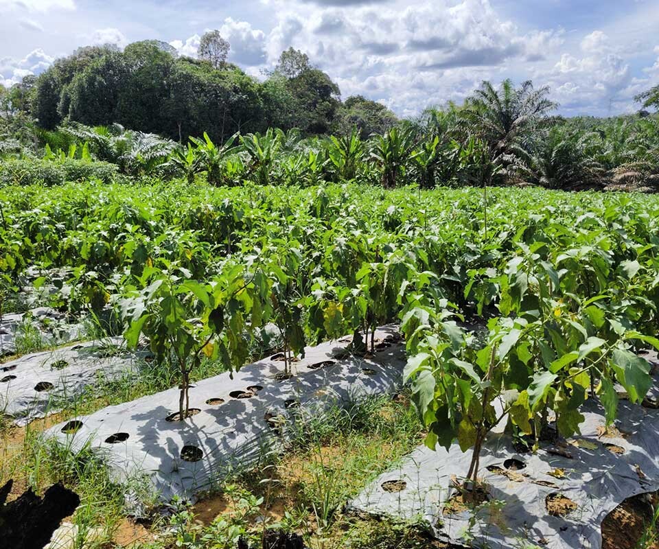 Lahan pertanian milik petani lokal