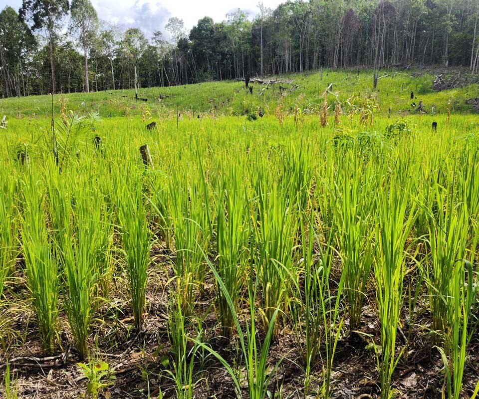 Lahan pertanian milik petani lokal