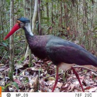 The Endangered Storm’s stork (<i>Ciconia stormi</i>)