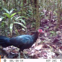 Sempidan Kalimantan yang Berstatus Terancam Punah (<i>Lophura pyronota</i>)
