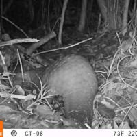 The Critically Endangered Sunda pangolin (<i>Manis javanica</i>).
