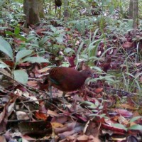 The Black partridge (<i>Melanoperdix niger</i>)