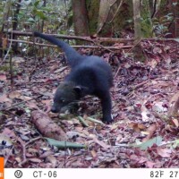 Binturong yang Berstatus Rentan (<i>Arctictis binturong</i>)