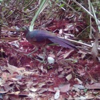 The Vulnerable Bornean ground cuckoo (<i>Carpococcyx radiceus</i>)