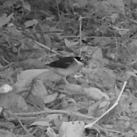 The Vulnerable Fairy pitta (<i>Pitta nympha</i>)