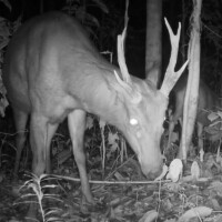 The Vulnerable Sambar deer (<i>Rusa unicolor</i>)