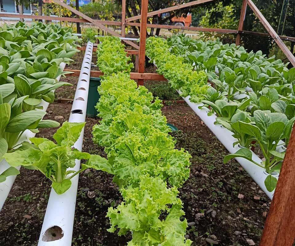 Hydroponic demonstration plot at the Sangga Bumi Education Centre in Bentarum