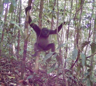 Owa Kalimantan Berjanggut Putih yang Berstatus Terancam Punah (<i>Hylobates albibarbis</i>)
