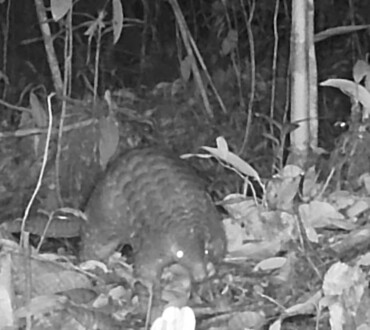 The Critically Endangered Sunda pangolin (<i>Manis javanica</i>)