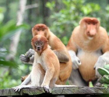 Bekantan yang Berstatus Terancam Punah (<i>Nasalis larvatus</i>)