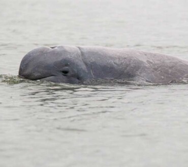 Pesut Irrawaddy yang Berstatus Terancam Punah (<i>Orcaella brevirostris</i>)
