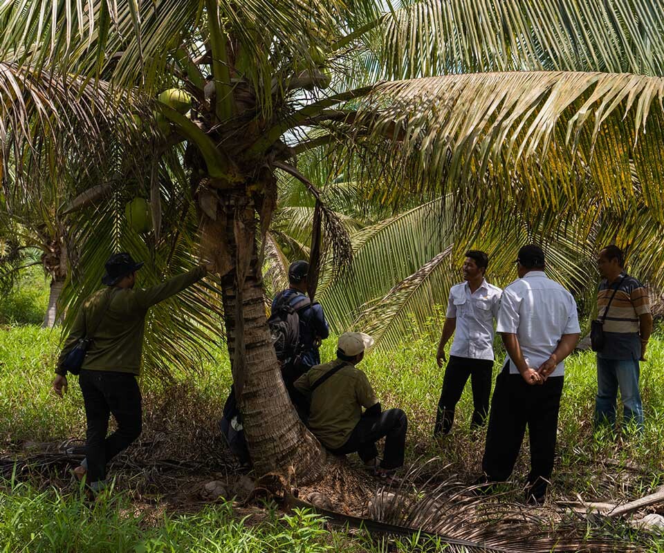 Kunjungan lapangan ke kebun kelapa milik petani lokal
