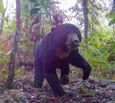 The Vulnerable Sun bear (<i>Helarctos malayanus</i>)