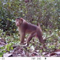 Beruk yang Berstatus Terancam Punah (<i>Macaca nemestrina</i>)