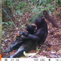 Beruang Madu yang Berstatus Rentan (<i>Helarctos malayanus</i>)