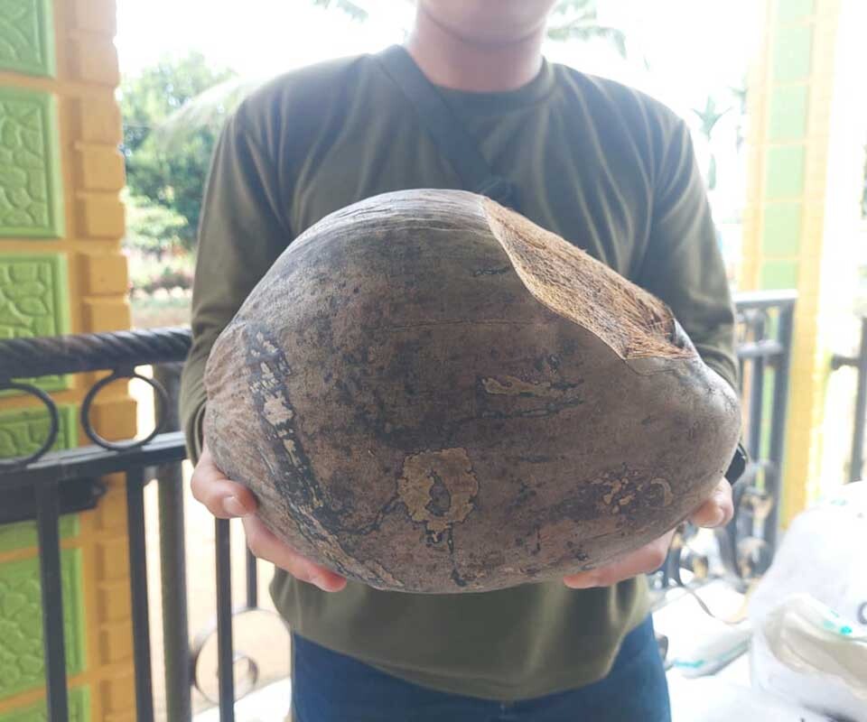 Bibit Kelapa Bido