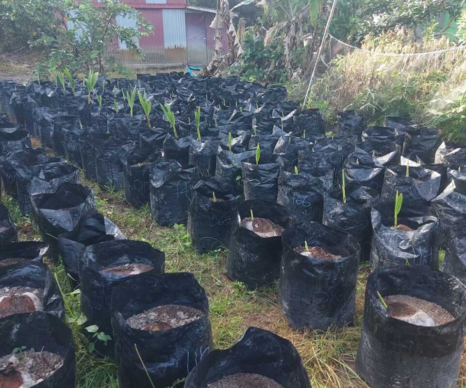Bibit Kelapa Bido di Desa Sumber Agung