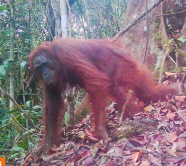 The Critically Endangered Bornean orangutan (<i>Pongo pygmaeus wurmbii</i>)